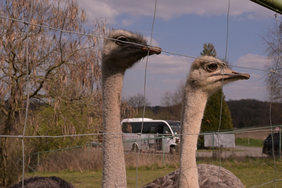 Das Bild zeigt zwei Sträuße im Fokus. Im Hintergrund steht der Bergische Wanderbus