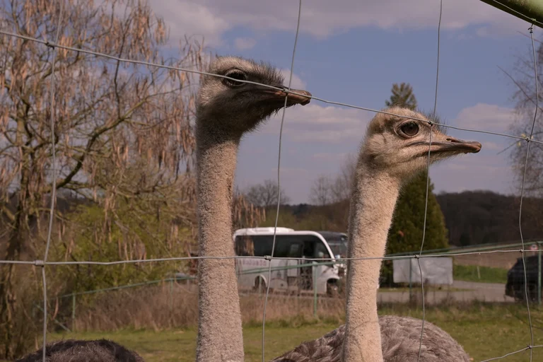 Das Bild zeigt zwei Sträuße im Fokus. Im Hintergrund steht der Bergische Wanderbus